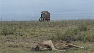 Drought kills hundreds of animals in Kenya's national park