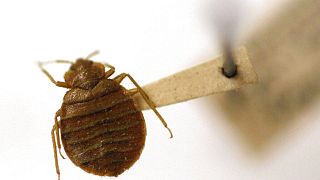 Algeria acts to limit bedbug spread from France