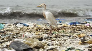 Angola establishes a task force to draft an anti-plastic law