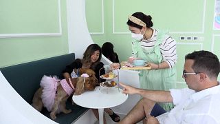 First cafe in Dubai to exclusively serve dogs